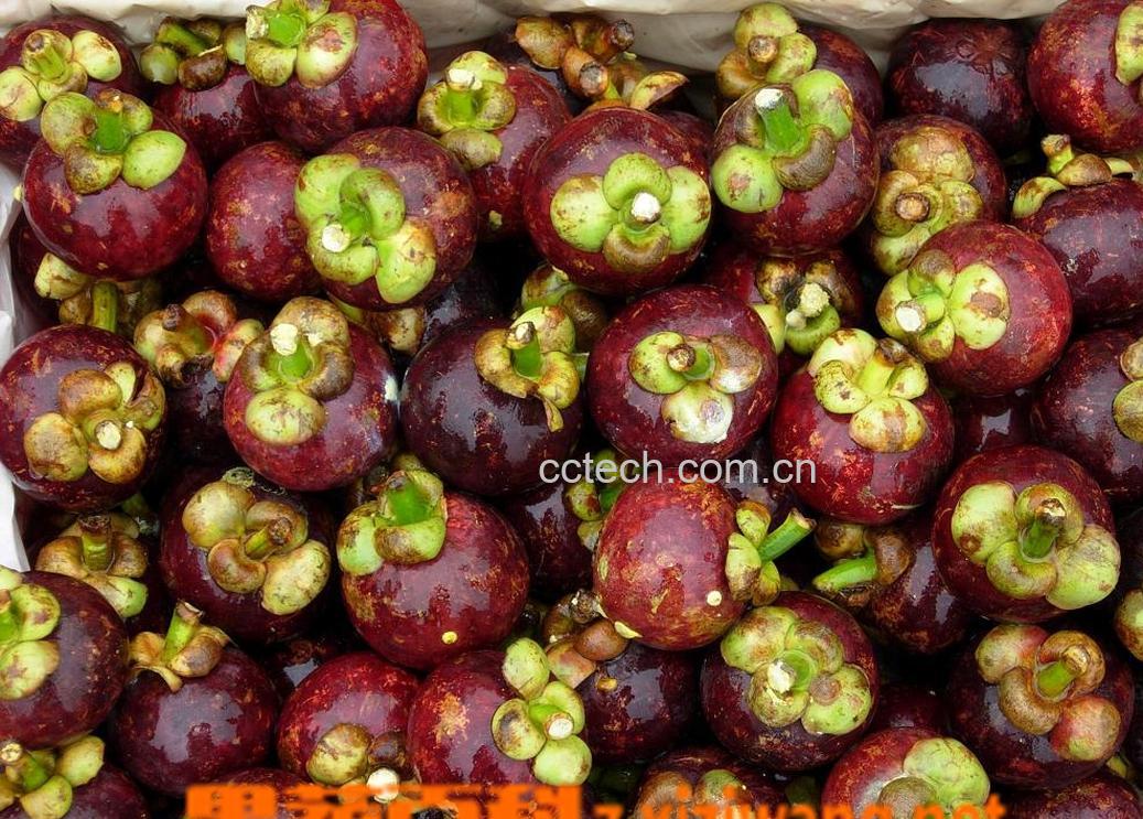 果蔬百科山竹-0