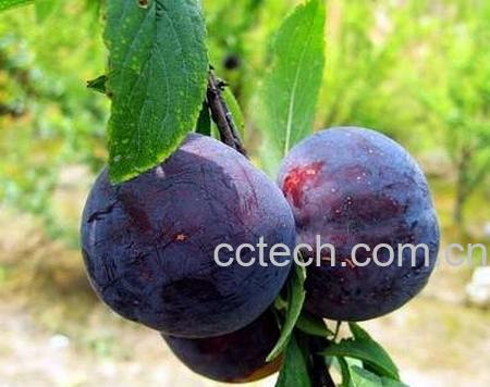 果蔬百科黑布林-0