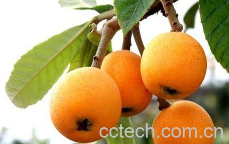 果蔬百科枇杷-0