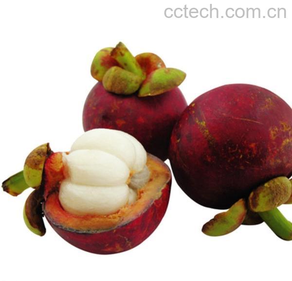 果蔬百科山竹-0