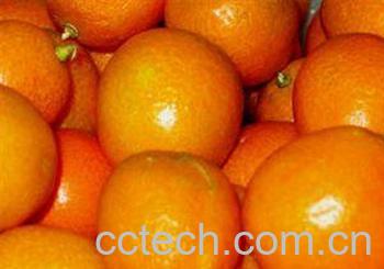 果蔬百科金桔的功效 化痰止渴消食醒酒-0