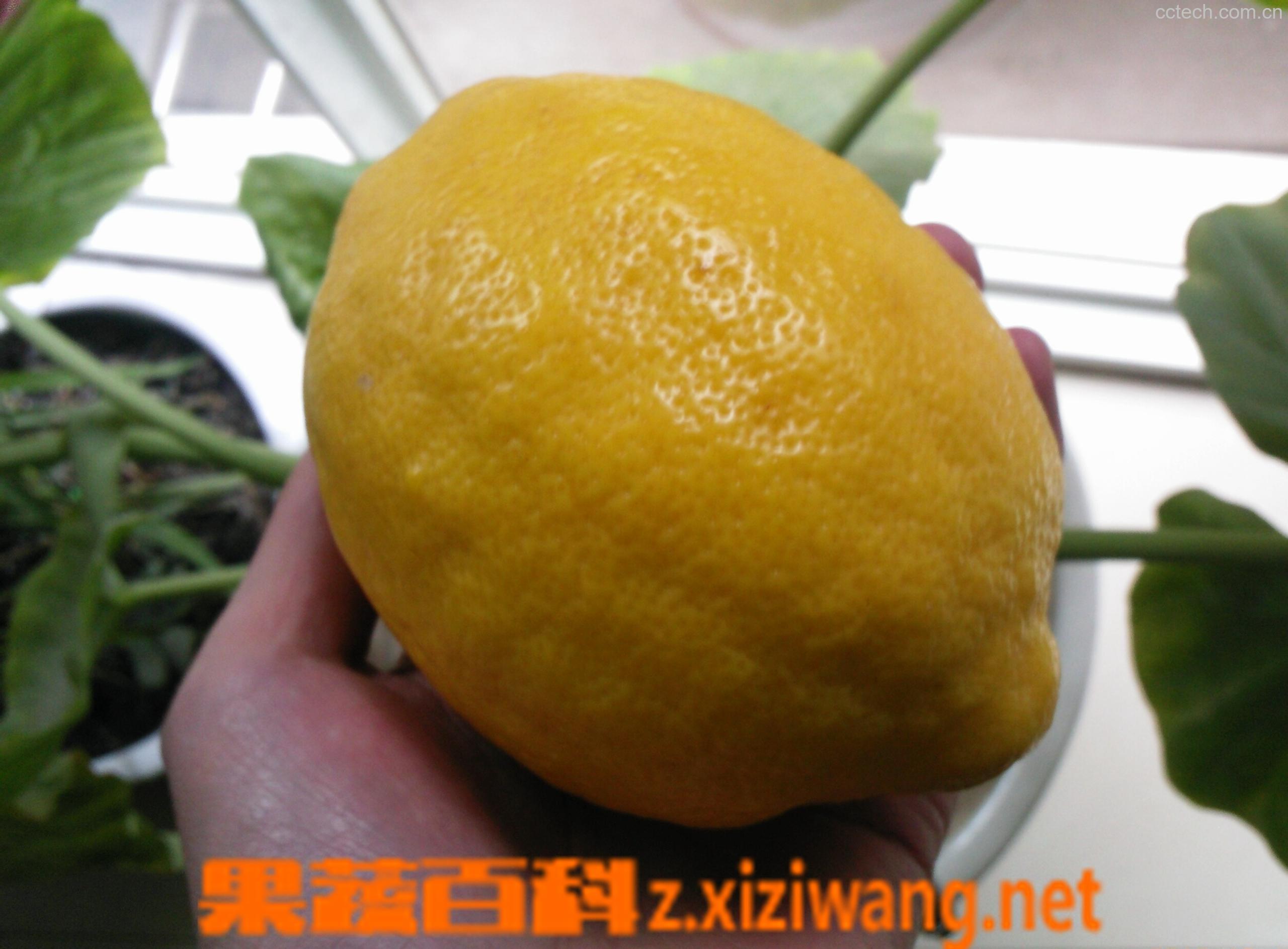 果蔬百科柠檬-0