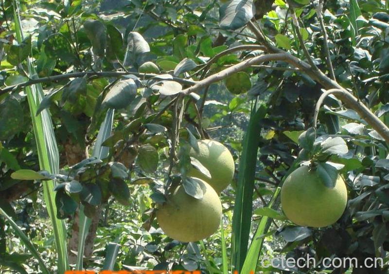 果蔬百科柚子-0