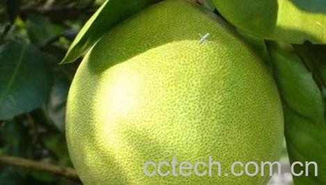 果蔬百科柚子-0