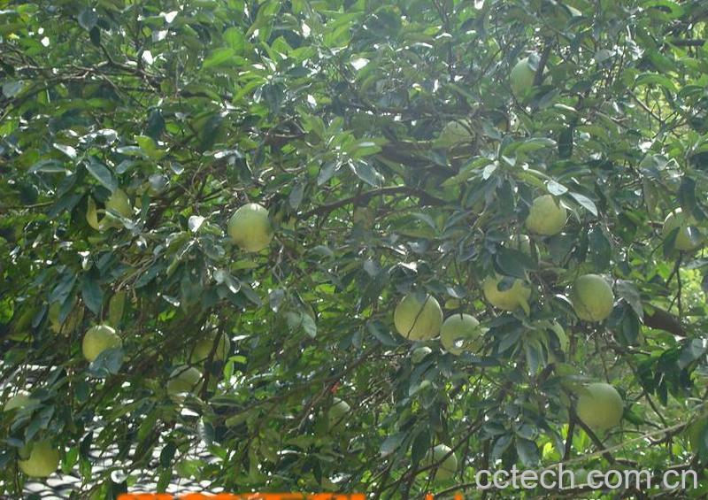 果蔬百科柚子-0