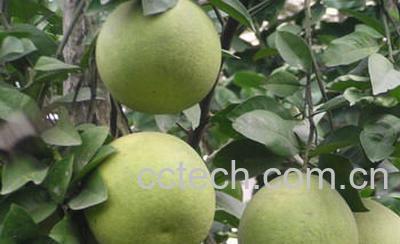 果蔬百科文旦果-0