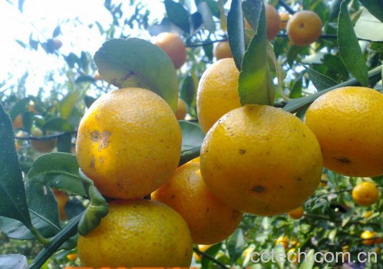 果蔬百科蜜橘-0