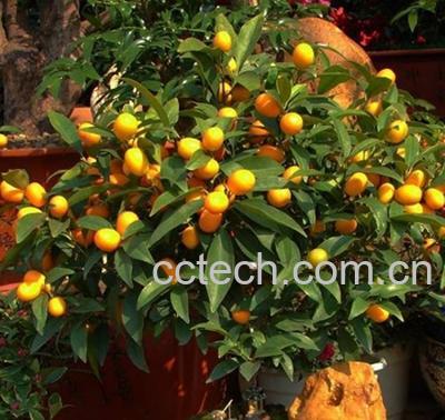 果蔬百科金橘-0