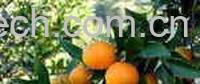 果蔬百科金桔-1