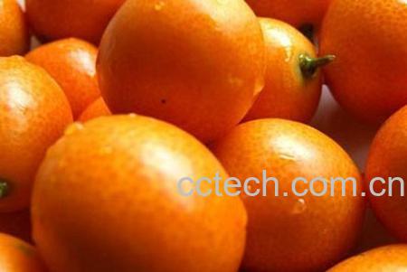 果蔬百科金橘-0