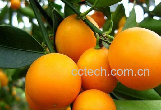 果蔬百科金橘-0