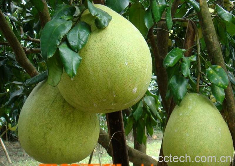 果蔬百科柚子-0