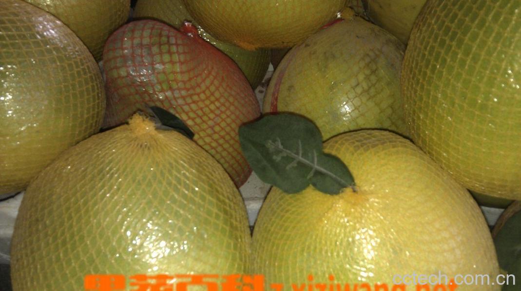 果蔬百科柚子-0