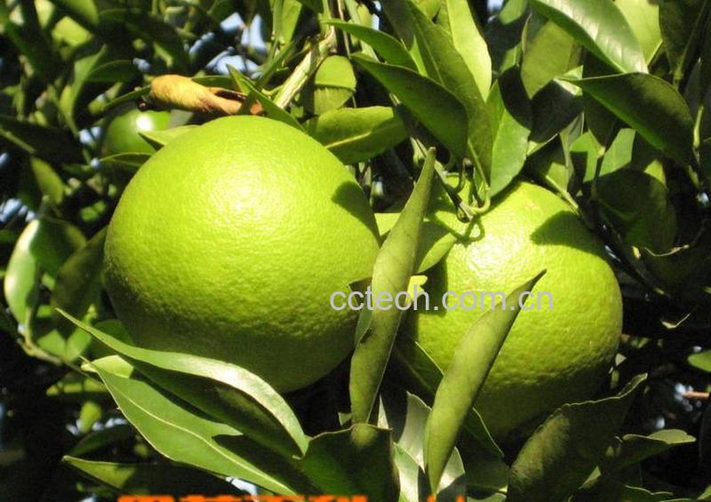 果蔬百科柚子-0