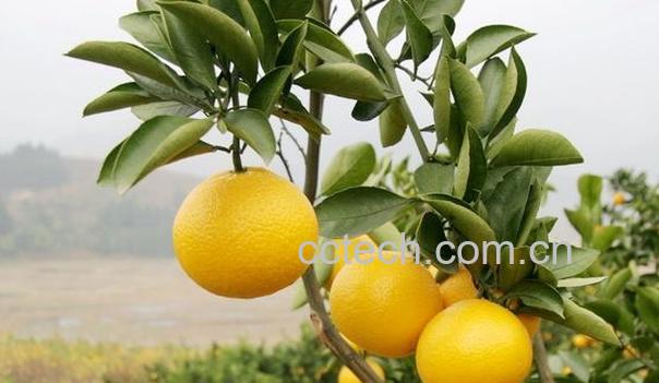 果蔬百科柚子-0