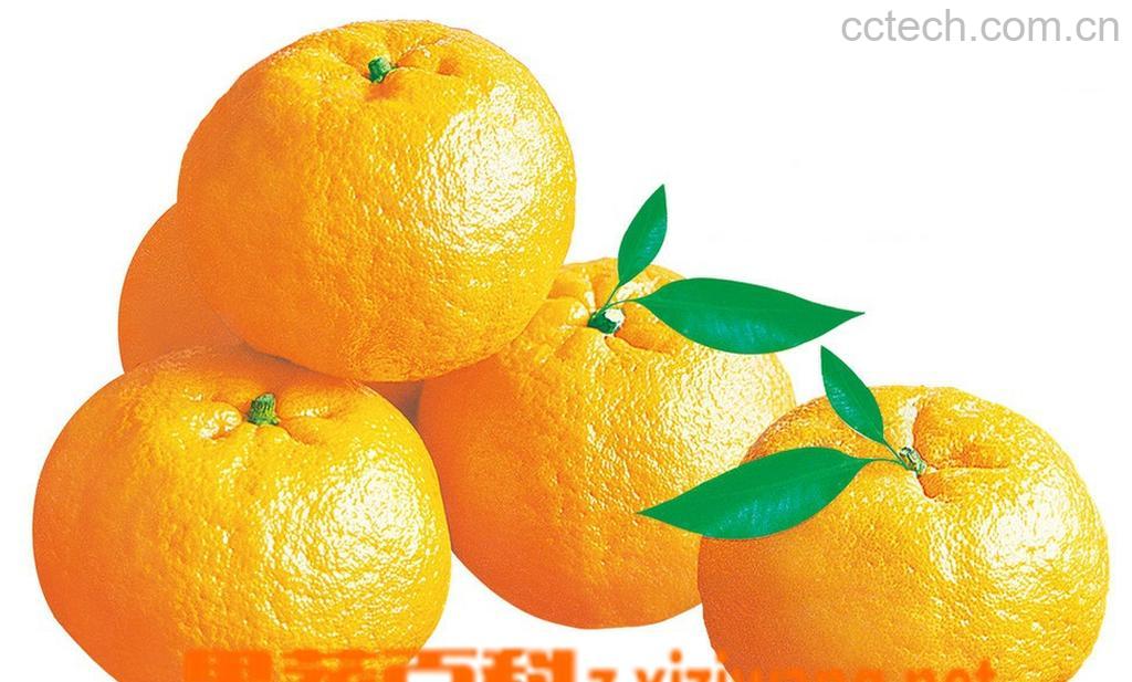 果蔬百科芦柑-0