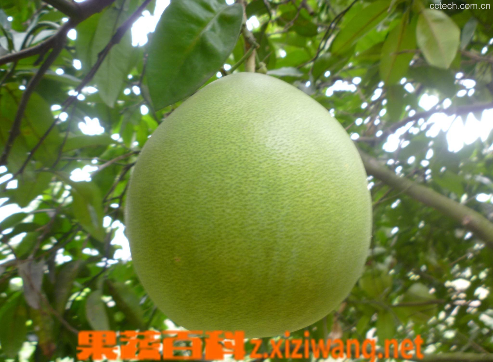 果蔬百科柚子-0