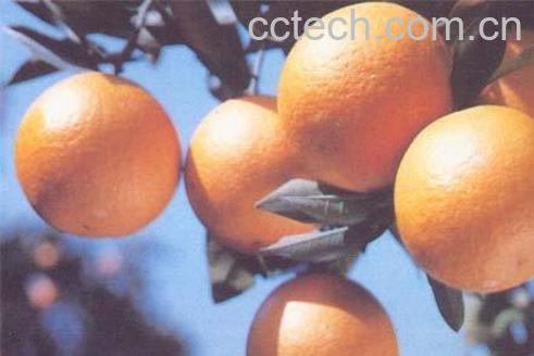 果蔬百科橙子-0