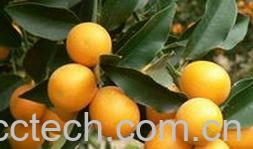 果蔬百科蜜桔-0