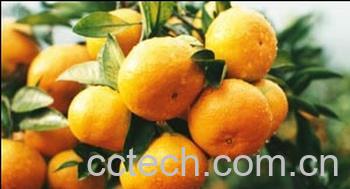 果蔬百科蜜橘-0