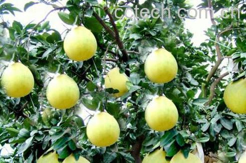 果蔬百科蜜柚-0