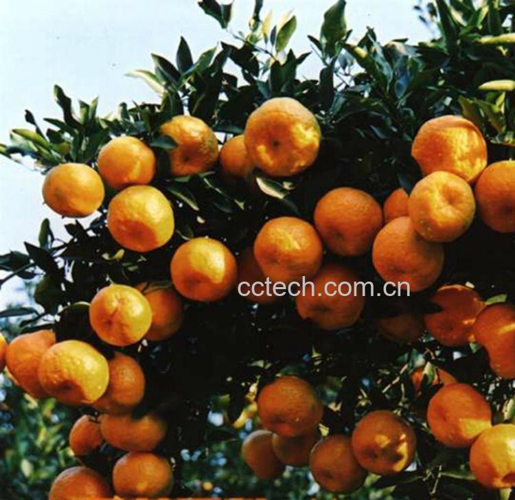 果蔬百科蜜橘-0