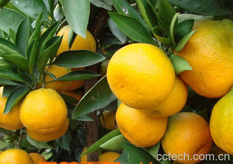 果蔬百科蜜桔-0