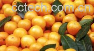 果蔬百科蜜桔-0