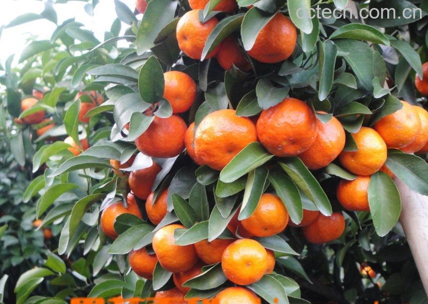 果蔬百科砂糖橘-0