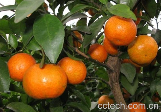 果蔬百科砂糖橘-0