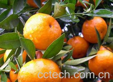 果蔬百科砂糖橘-0
