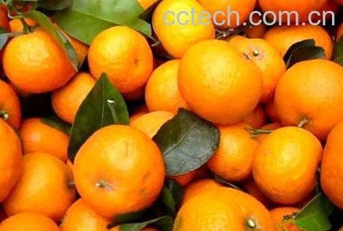 果蔬百科砂糖橘-0