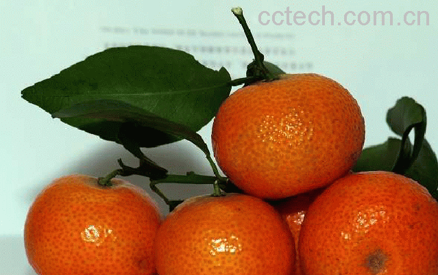 果蔬百科沙糖桔-0