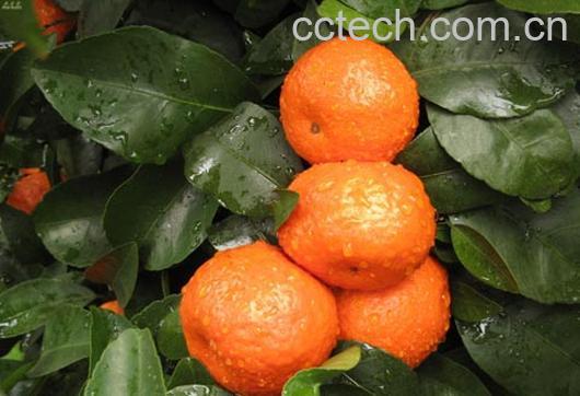 果蔬百科砂糖橘-0
