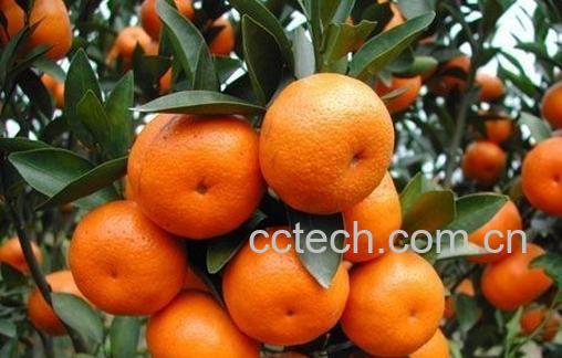果蔬百科砂糖橘-0