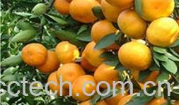 果蔬百科蜜桔-0