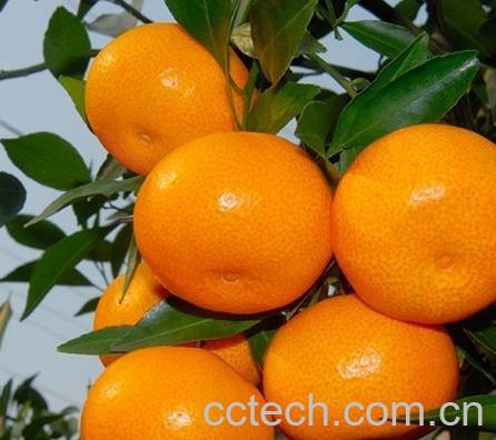 果蔬百科橘子-0