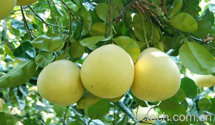 果蔬百科柚子-0