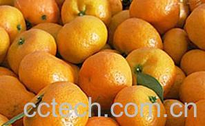 果蔬百科蜜桔-0