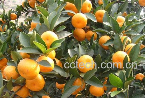 果蔬百科蜜橘-0