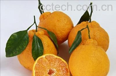果蔬百科蜜桔-0