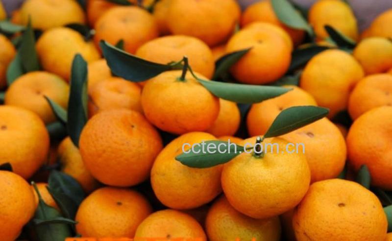 果蔬百科蜜橘-0