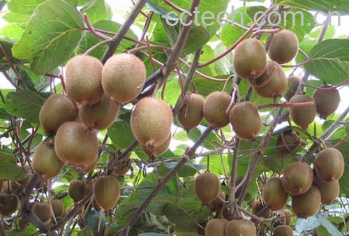 果蔬百科猕猴桃-0