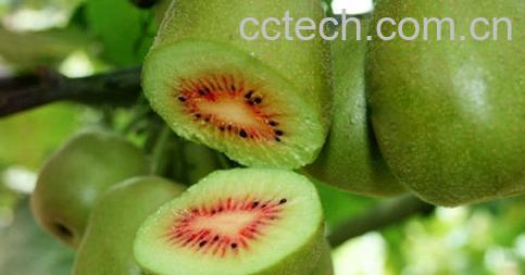 果蔬百科猕猴桃-0