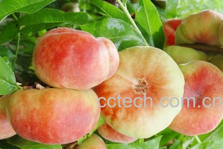 果蔬百科蟠桃-0