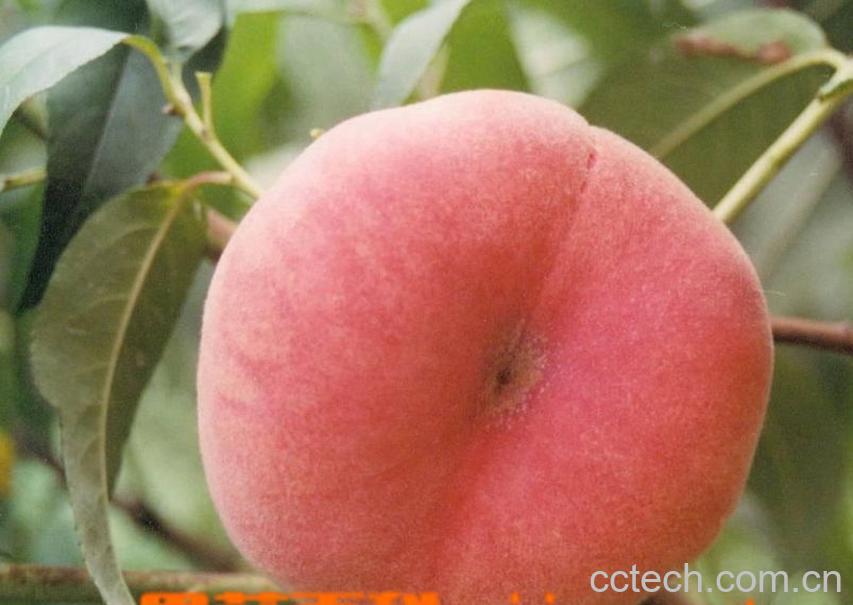 果蔬百科蟠桃-0