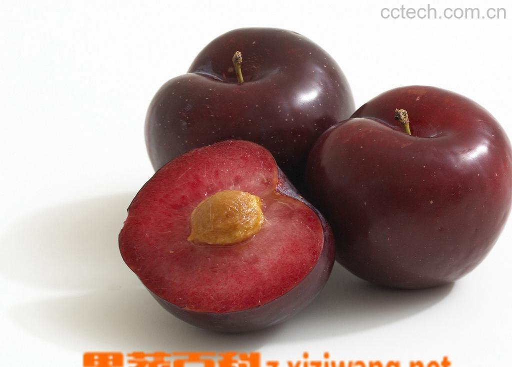 果蔬百科李子-0