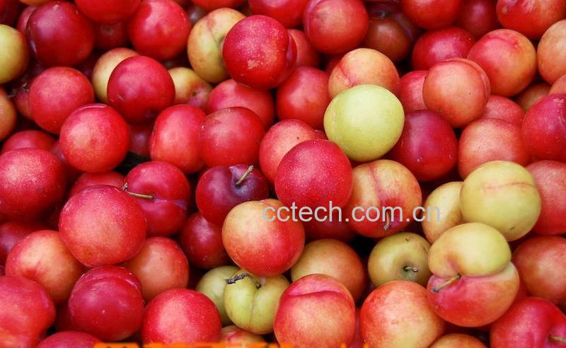 果蔬百科李子-0