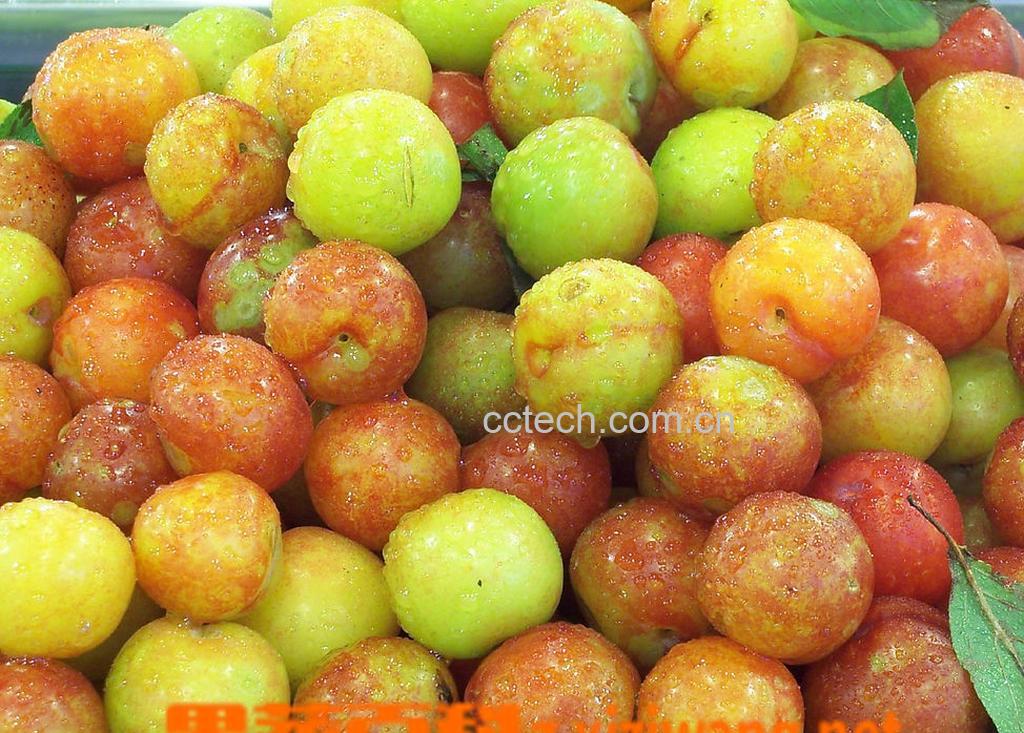 果蔬百科李子-0