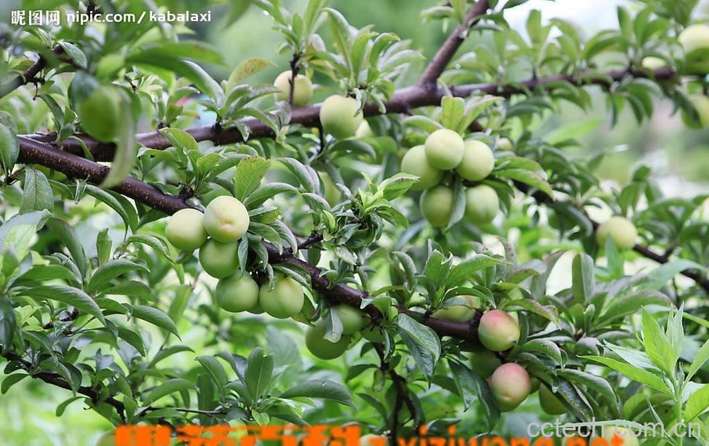 果蔬百科李子-0